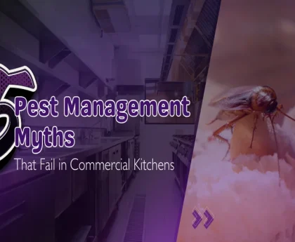 5 Pest Management Myths That Fail in Commercial Kitchens