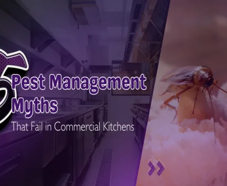 5 Pest Management Myths That Fail in Commercial Kitchens