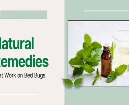 Natural Remedies That Work on Bed Bugs